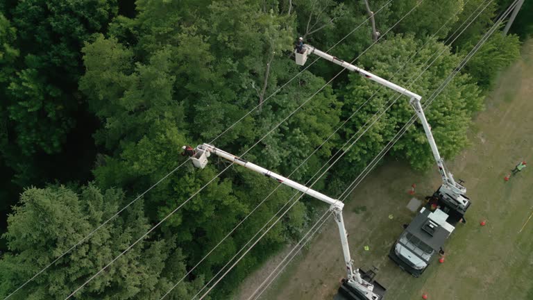 Best Storm Damage Tree Cleanup  in Tunkhannock, PA