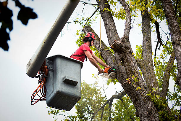 How Our Tree Care Process Works  in  Tunkhannock, PA